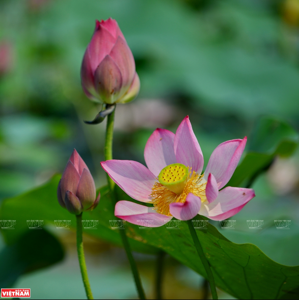  Những cánh sen hồng mỏng manh, e ấp ôm lấy chòm nhụy và gương sen vàng ươm như nắng sớm