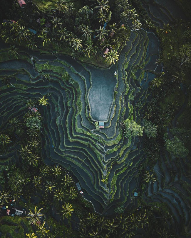  Ruộng bậc thang ở Indonesia cũng phải đẹp mê ly như thế này