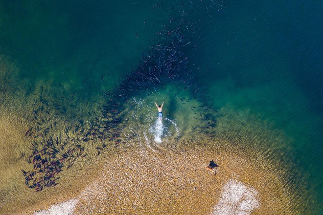 Người đàn ông bơi giữa đàn cá hồi ở Skwentna, Alaska, Mỹ.