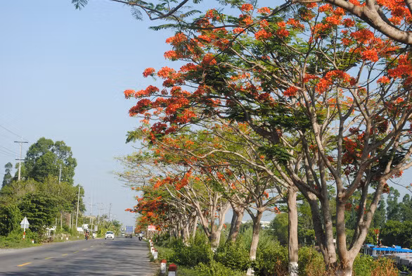 Hàng phượng thẳng tấp trên đoạn đường gần 4km