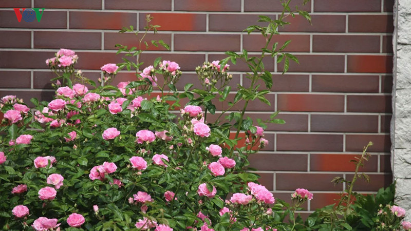 Cuối Xuân, đầu hè, hoa cứ tua tủa nhú nụ, bung cánh, tỏa hương thơm dịu đến mê đắm.