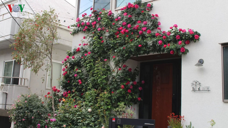 Ở Tokyo, có hàng trăm ngôi nhà có những tường hoa hồng bao quanh.