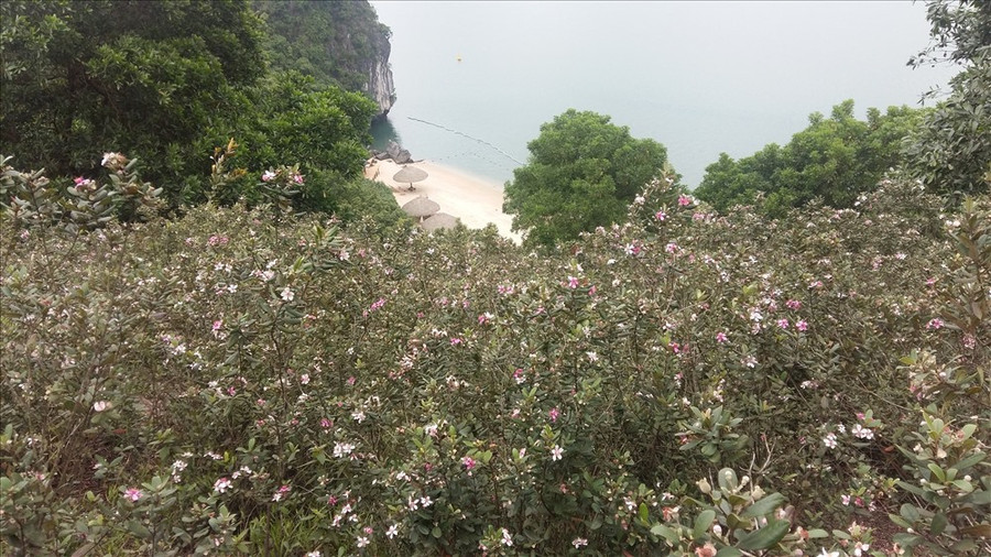 Bãi tắm Soi Sim nhìn từ trên đồi sim. 