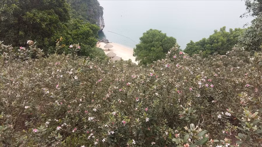 Bãi tắm Soi Sim nhìn từ trên đồi sim. 