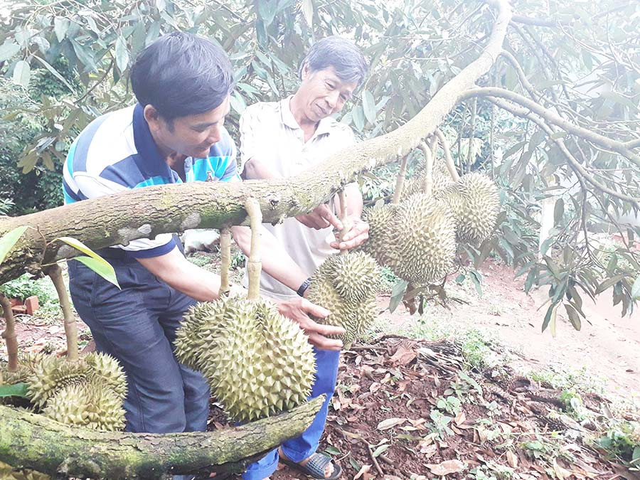 Mô hình trồng cây ăn quả xen trong vườn cà phê cho hiệu quả kinh tế cao. Ảnh: L.N Mô hình trồng cây ăn quả xen trong vườn cà phê cho hiệu quả kinh tế cao. Ảnh: L.N