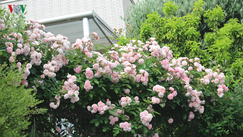  Hoa cứ mơn mởn và rạo rực tỏa hương.