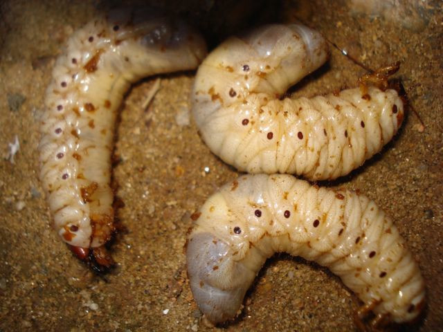 Sùng đất thường xuất hiện ở các huyện vùng núi phía Tây tỉnh Quảng Nam, sinh sống trên các bãi bồi ven sông hoặc nơi có đất ẩm thấp. Từ xa xưa, các thầy thuốc đã biết đến công dụng của sùng đất và liệt chúng vào danh sách dược liệu quý hiếm trong Đông y. Loài côn trùng này còn được ví là loại "xuân dược" nghìn năm tráng kiện, là vị thuốc mà đàn ông tin dùng để duy trì khả năng phòng the của mình. Sùng đất thường xuất hiện ở các huyện vùng núi phía Tây tỉnh Quảng Nam, sinh sống trên các bãi bồi ven sông hoặc nơi có đất ẩm thấp. Từ xa xưa, các thầy thuốc đã biết đến công dụng của sùng đất và liệt chúng vào danh sách dược liệu quý hiếm trong Đông y. Loài côn trùng này còn được ví là loại