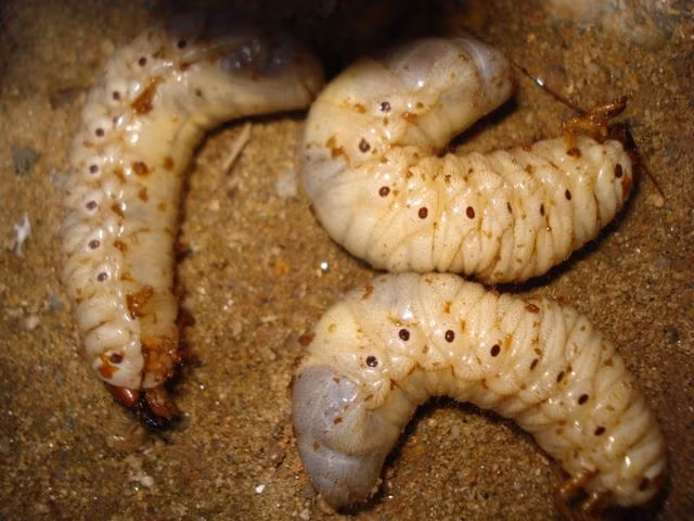 Sùng đất thường xuất hiện ở các huyện vùng núi phía Tây tỉnh Quảng Nam, sinh sống trên các bãi bồi ven sông hoặc nơi có đất ẩm thấp. Từ xa xưa, các thầy thuốc đã biết đến công dụng của sùng đất và liệt chúng vào danh sách dược liệu quý hiếm trong Đông y. Loài côn trùng này còn được ví là loại 