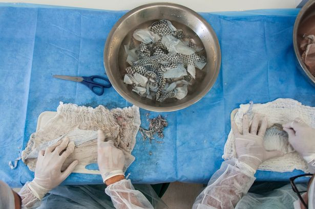 Da cá rô phi được lấy ra, khử trùng, khử mùi để cấy ghép vào âm đạo bệnh nhân. Ảnh: Medicine.news