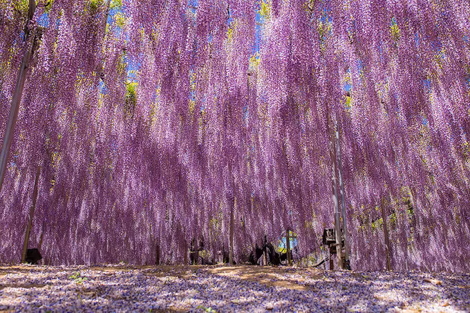 Hoa tử đằng thuộc họ cây nho với nhiều dây leo. Người ta phải dựng một giá đỡ bằng thép chắc chắn để du khách đi bộ dưới tán cây và đắm mình trong sắc hồng và tím bởi những bông hoa treo lơ lửng tuyệt đẹp.