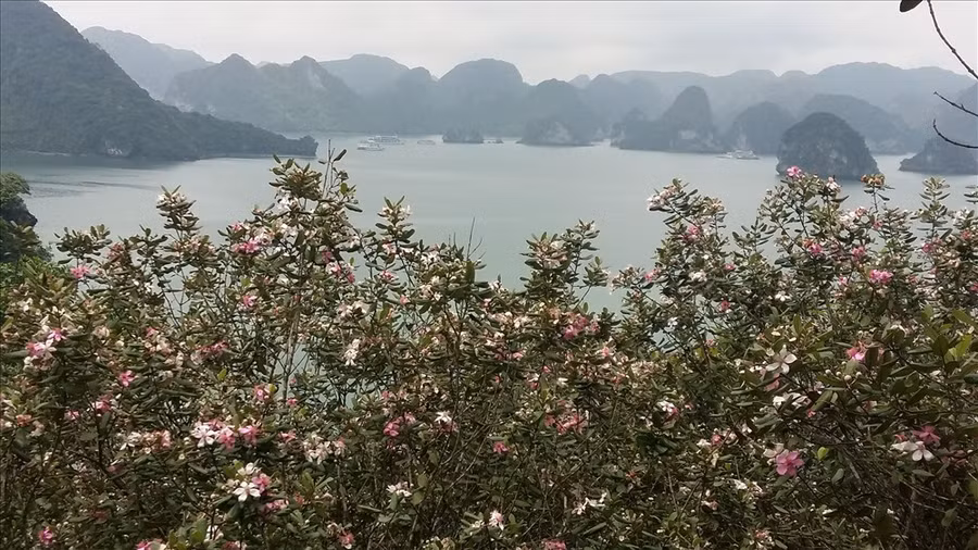  Càng lên cao, rừng sim càng dày đặc. 