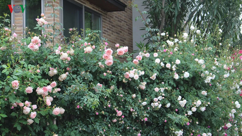  Hoặc có vài cây hoa cổ, lên tới vài chục năm tuổi.