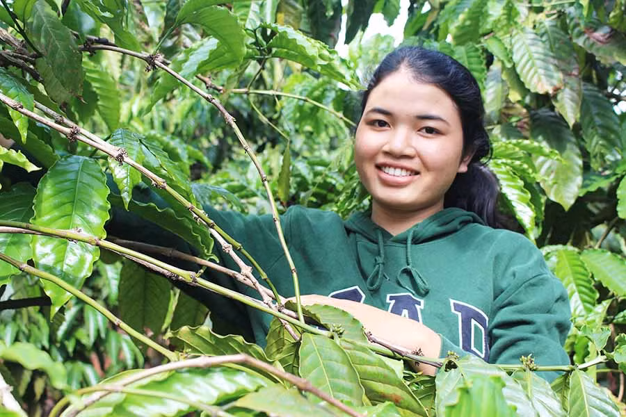  Em Bĩch chăm sóc vườn cà phê phụ giúp gia đình lúc rảnh rỗi. Ảnh: N.G