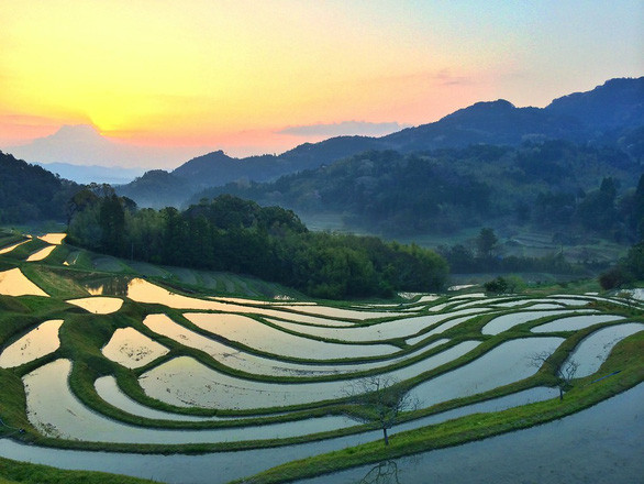 Ruộng bậc thang Oyama - Ảnh: Flickr