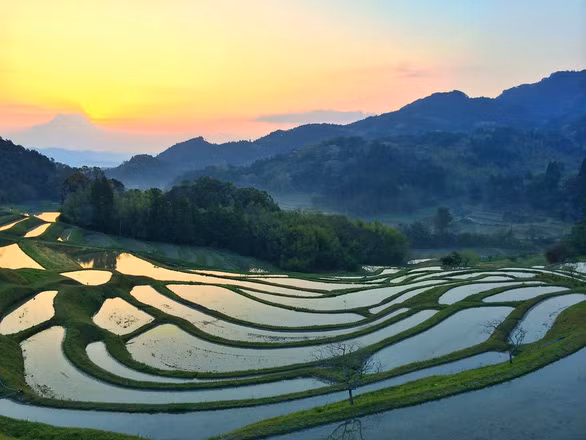 Ruộng bậc thang Oyama - Ảnh: Flickr