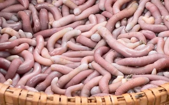  Sá sùng hay còn gọi là con trùn biển, sâu đất, địa sâm... sống nhiều ở những bờ biển thuộc Quảng Ninh như: Vân Đồn, Quan Lạn. Đây được xem là món ăn đặc sản có giá đắt đỏ như vàng khi 1kg sá sùng có giá vào khoảng 4 triệu đồng/kg.