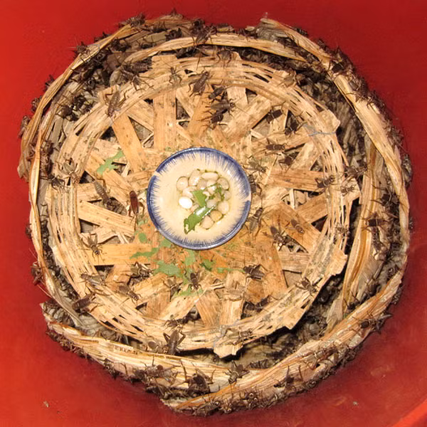 Những “chú” dế chó 2 tháng tuổi của trại dế Thế Anh. Ảnh: Hồng Thi.