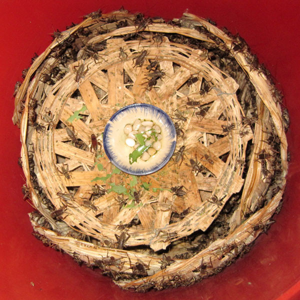 Những “chú” dế chó 2 tháng tuổi của trại dế Thế Anh. Ảnh: Hồng Thi. Những “chú” dế chó 2 tháng tuổi của trại dế Thế Anh. Ảnh: Hồng Thi.