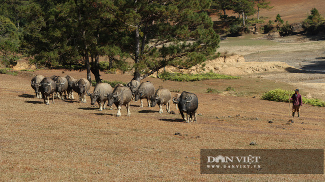 Đàn trâu gần 20 con của anh Phlit được thả rông trong rừng thông bên cạnh hồ Đan Kia - Suối Vàng, huyện Lạc Dương, tỉnh Lâm Đồng.