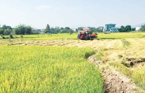 Thu hoạch lúa ở thị xã Ayun Pa. Ảnh: Trần Đức