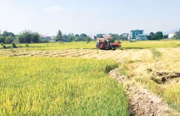 Thu hoạch lúa ở thị xã Ayun Pa. Ảnh: Trần Đức