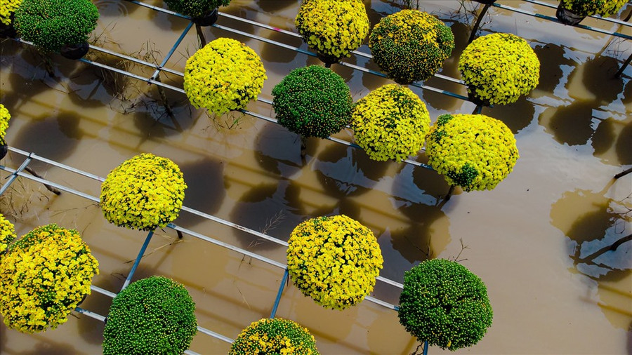  Ở đây, bà con đều đặt các giỏ trồng hoa cúc mâm xôi ở trên giàn, dưới là ruộng nước. (Ảnh: Paris Le)