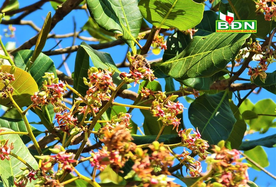 Đắk Nông có khí hậu ôn hòa, cây cà phê, cây điều ra hoa nhiều nên cung cấp cho đàn ong lượng phấn hoa, mật hoa lớn