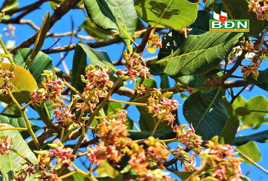 Đắk Nông có khí hậu ôn hòa, cây cà phê, cây điều ra hoa nhiều nên cung cấp cho đàn ong lượng phấn hoa, mật hoa lớn