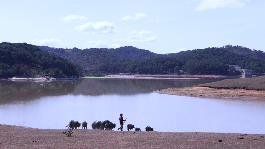 "Đàn trâu này gia đình tôi đã nuôi cách đây gần 30 năm. Chúng cứ tự sinh đẻ trong rừng. Trâu già thì chúng tôi lại bắt bán, còn trâu nhỏ thì tiếp tục nuôi. Tôi cũng làm một cái chuồng để nhốt trâu, nhưng rất lâu mới dồn chúng về chuồng để bắt. Chỉ khi nào khó khăn lắm chúng tôi mới bắt trâu đem bán", anh Phlit cho hay.