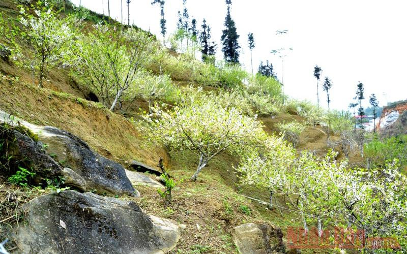 Cheo leo trên vách đá.