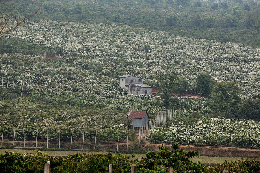 Nhìn từ xa, hoa cà phê như một lớp tuyết trắng phủ lên mặt đất. Ảnh: Võ Đình Khoa Nhìn từ xa, hoa cà phê như một lớp tuyết trắng phủ lên mặt đất. Ảnh: Võ Đình Khoa