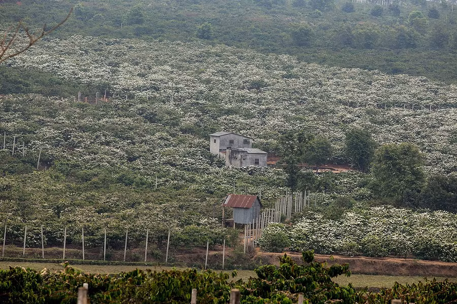 Nhìn từ xa, hoa cà phê như một lớp tuyết trắng phủ lên mặt đất. Ảnh: Võ Đình Khoa Nhìn từ xa, hoa cà phê như một lớp tuyết trắng phủ lên mặt đất. Ảnh: Võ Đình Khoa