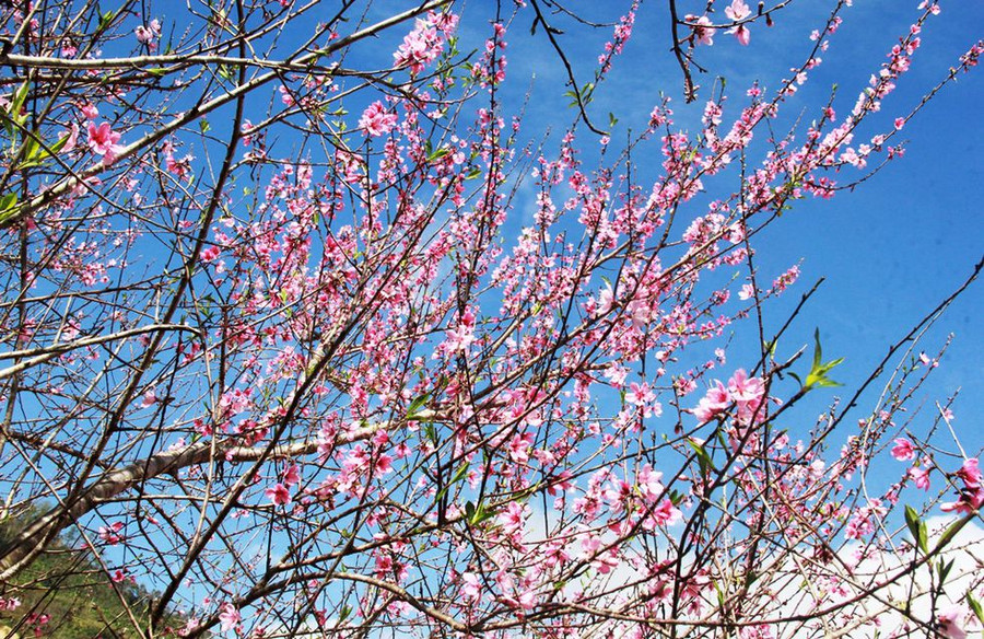 Hàng trăm cây đào rừng ở đúng dịp Tết Tân Sửu khiến ngôi làng ở miền biên viễn Quảng Nam đẹp đến lạ thường. ẢNH: MẠNH CƯỜNG