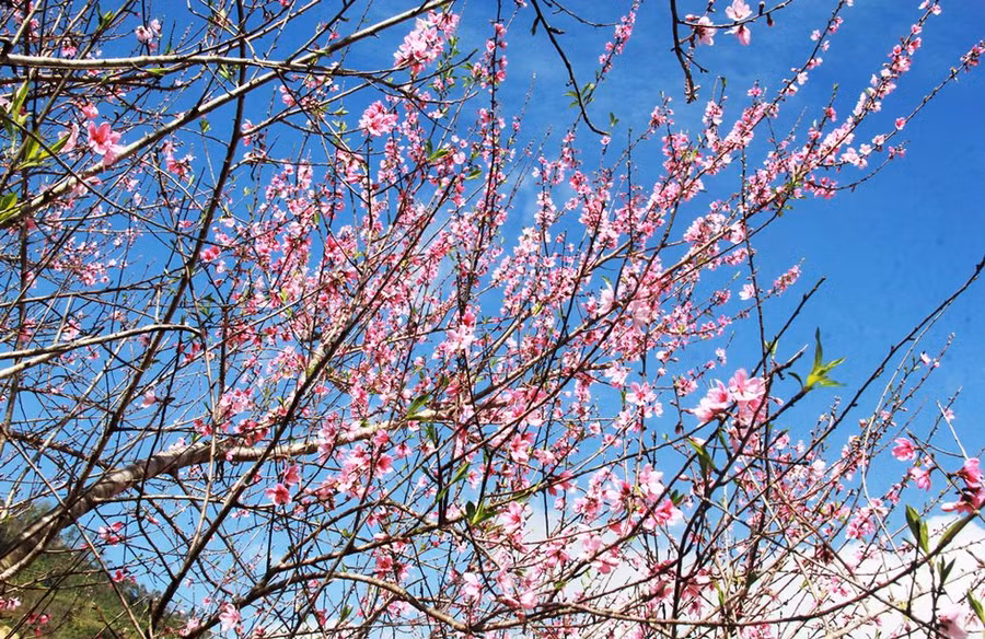 Hàng trăm cây đào rừng ở đúng dịp Tết Tân Sửu khiến ngôi làng ở miền biên viễn Quảng Nam đẹp đến lạ thường. ẢNH: MẠNH CƯỜNG