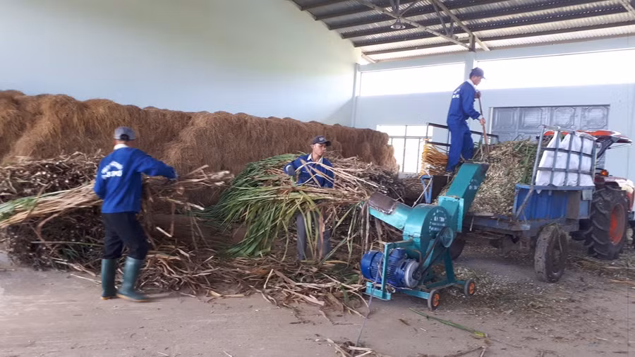 Nhà kho trữ thức ăn cho bò Úc