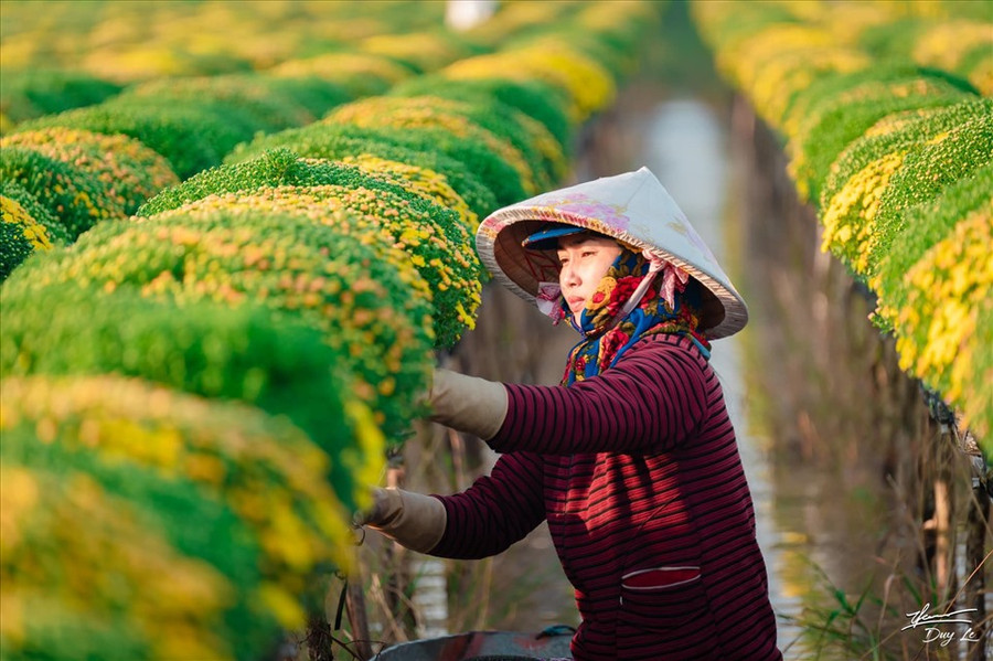Cúc mâm xôi là loại hoa không dễ trồng. Từ lúc trồng đến khi hoa nở mất khoảng thời gian là 6 tháng và phải trải qua nhiều đợt ngắt đọt, cây dễ bị sâu bệnh, tán không tròn đều. Nếu không biết cách chăm sóc, cây có thể bị sâu bệnh hoặc hoa nở sớm trước Tết sẽ không được giá. (Ảnh: Thanh Duy)