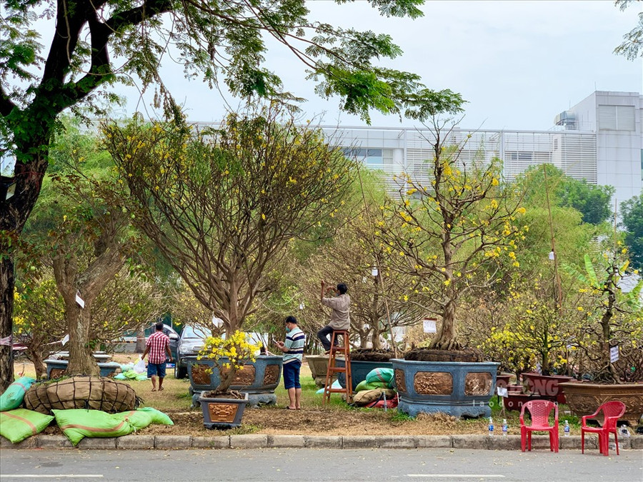 Tuy nhiên, không vì dịch bệnh ảnh hưởng mà những “cụ” mai bạc tỉ lại vắng mặt trong phiên chợ cuối năm tại chợ hoa Phú Mỹ Hưng.