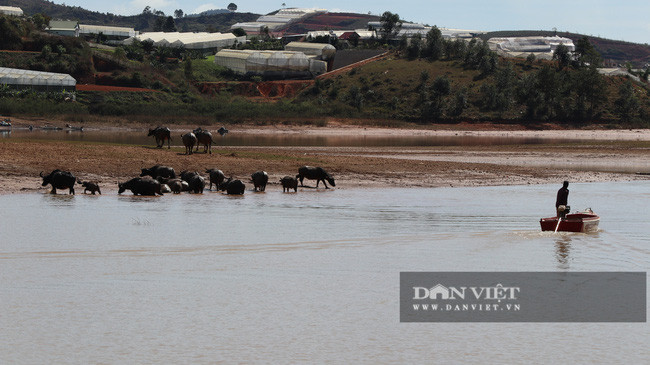 Mỗi lần anh Phlit đi thăm trâu, anh thường sử dụng xuồng máy đi qua hồ Đan Kia - Suối Vàng ở huyện Lạc Dương, tỉnh Lâm Đồng.