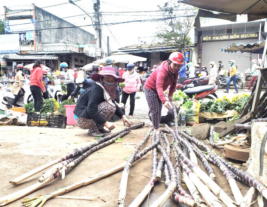 Người dân chọn mua mía về chưng hai bên ban thờ ngày Tết. Ảnh: Nhật Hào Người dân chọn mua mía để về chưng hai bên ban thờ ngày Tết. Ảnh: Nhật Hào