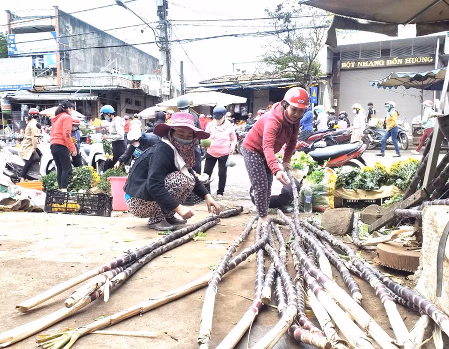  Người dân chọn mua mía để về chưng hai bên ban thờ ngày Tết. Ảnh: Nhật Hào
