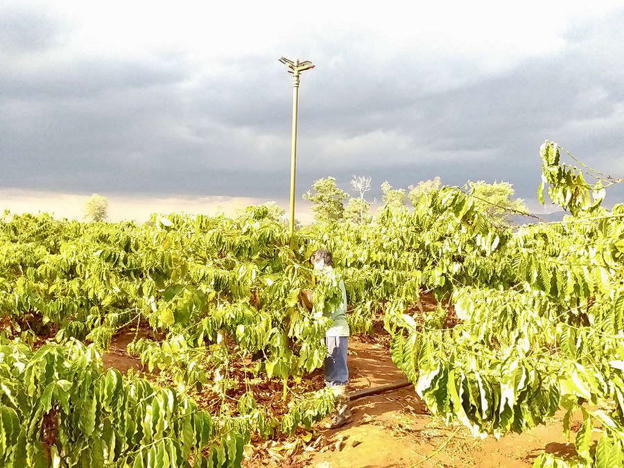 Lắp béc tưới nước cho cây cà phê. Ảnh: Lê Nam Lắp béc tưới nước cho cây cà phê. Ảnh: Lê Nam