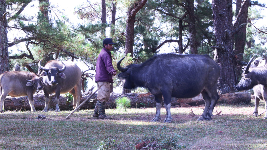 Anh Phlit cho biết, đây là đàn trâu của bố mẹ anh cho anh cách đây vài năm. 