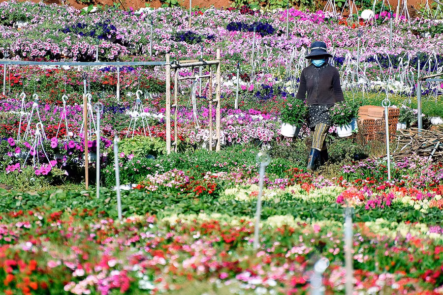 11.Ông Lê Thanh Tâm-Bí thư Đảng ủy phường Thắng Lợi, chia sẻ: “Những năm trước, nghề trồng hoa mang lại thu nhập cao cho người dân. Tuy nhiên năm nay, dịch covid-19 quay trở lại, thị trường hoa khá ảm đạm. Vào dịp này mọi năm thương lái đã đến hỏi đặt mua hoa và vận chuyển đi các địa phương để phục vụ thị trường Tết nguyên đán 2021. Nhưng năm nay sức mua vẫn ì ạch, khiến người trồng hoa trong tâm trạng thấp thỏm lo lắng”. 