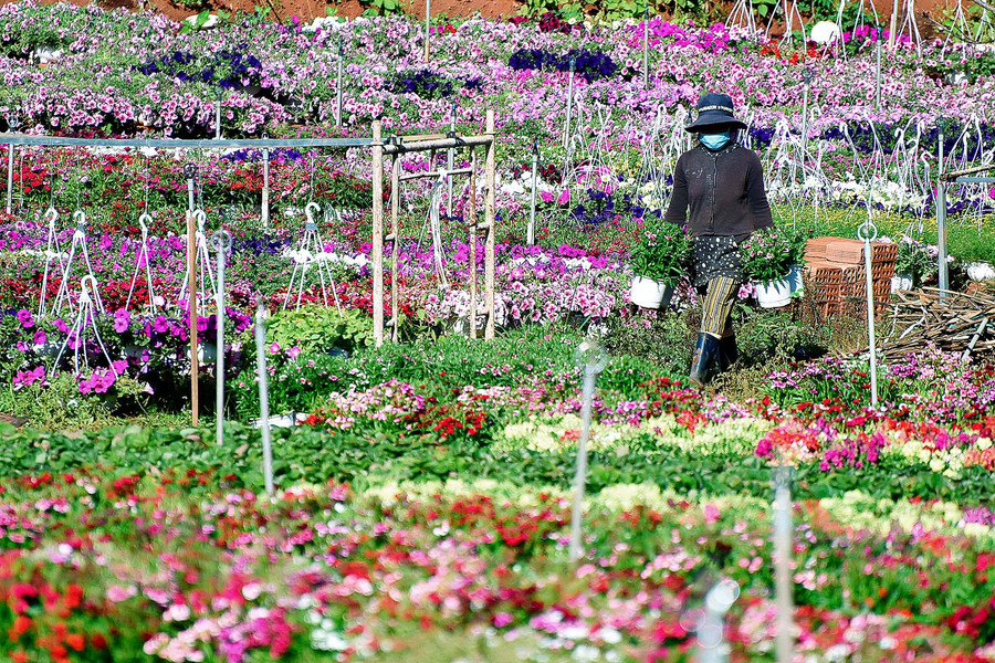 11.Ông Lê Thanh Tâm-Bí thư Đảng ủy phường Thắng Lợi, chia sẻ: “Những năm trước, nghề trồng hoa mang lại thu nhập cao cho người dân. Tuy nhiên năm nay, dịch covid-19 quay trở lại, thị trường hoa khá ảm đạm. Vào dịp này mọi năm thương lái đã đến hỏi đặt mua hoa và vận chuyển đi các địa phương để phục vụ thị trường Tết nguyên đán 2021. Nhưng năm nay sức mua vẫn ì ạch, khiến người trồng hoa trong tâm trạng thấp thỏm lo lắng”. 