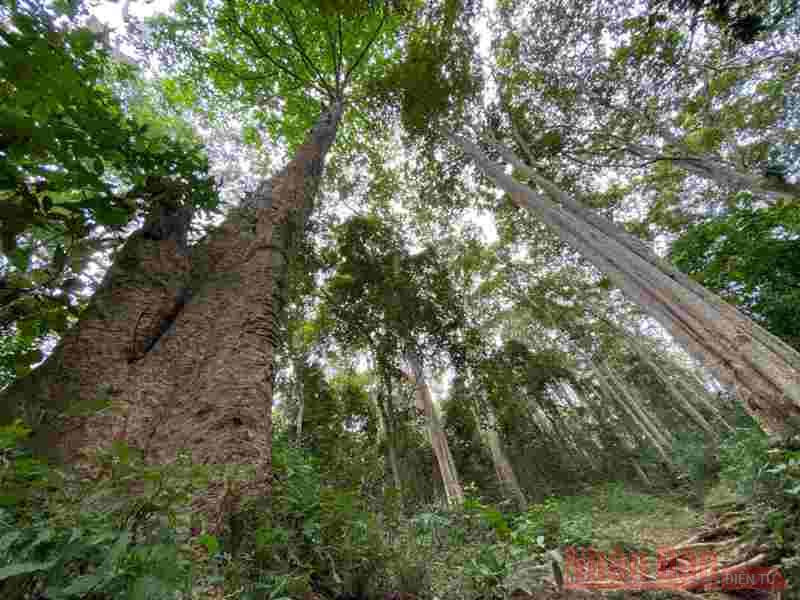 Rừng xăng lẻ, niềm tự hào xứ Nghệ.