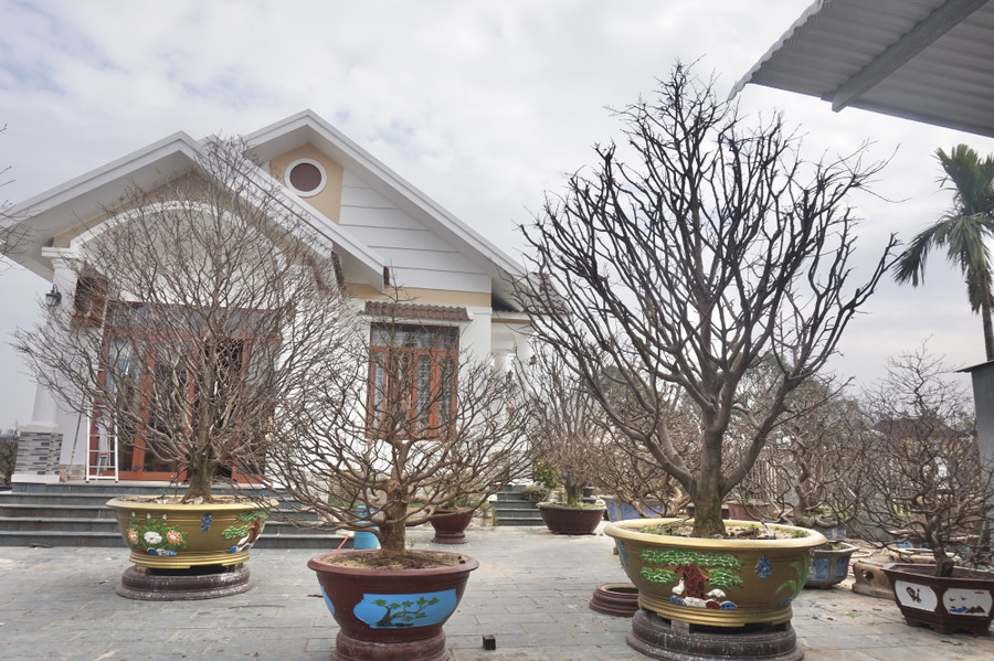 Những chậu mai của ông Trúc có tuổi thọ ít nhất 10 năm, chỉ cho thuê chứ không bán.