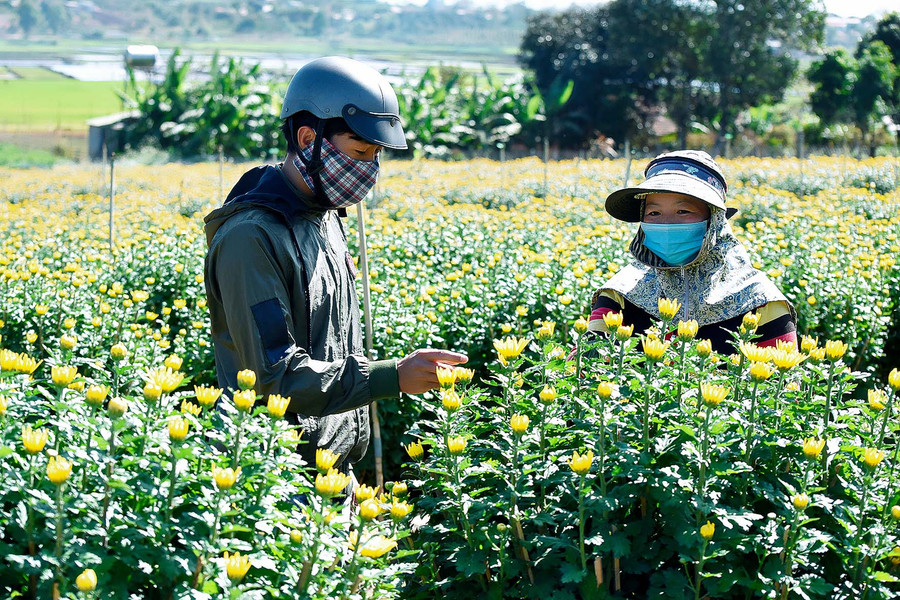 8.Gia đình anh Hoàng Văn Yến, (phường Thắng Lợi), trồng 1.000 chậu hoa cúc cung cấp cho thị trường Tết Tân Sửu cho biết. Năm nay, việc trồng hoa rất thuận lợi, chậu hoa nở to, dáng chuẩn. Đến lúc thu hoạch thì lại trúng thời điểm dịch bùng phát.