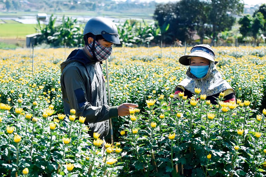8.Gia đình anh Hoàng Văn Yến, (phường Thắng Lợi), trồng 1.000 chậu hoa cúc cung cấp cho thị trường Tết Tân Sửu cho biết. Năm nay, việc trồng hoa rất thuận lợi, chậu hoa nở to, dáng chuẩn. Đến lúc thu hoạch thì lại trúng thời điểm dịch bùng phát.