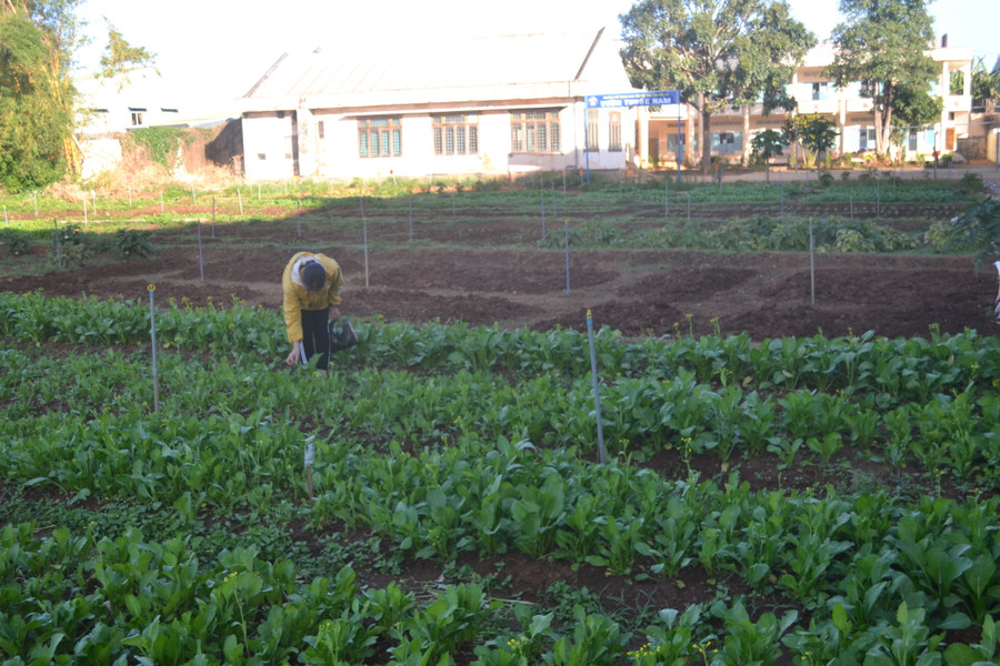 Vườn rau của Trường PTDTNT tỉnh được bón biochar. Ảnh: Hoàng Minh