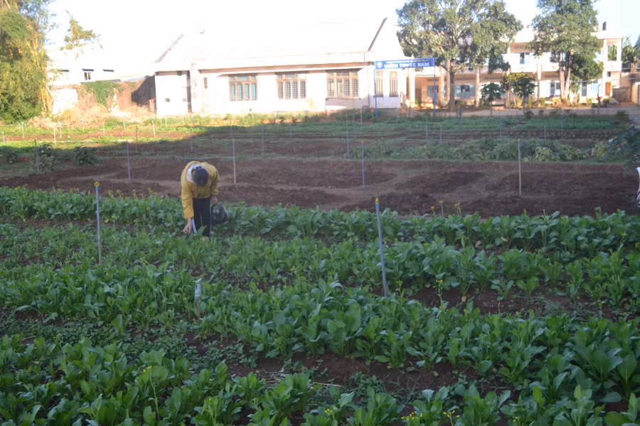 Vườn rau của Trường PTDTNT tỉnh được bón biochar. Ảnh: Hoàng Minh